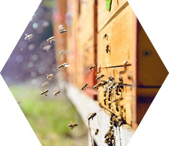 idea projektu brassibee