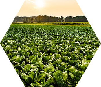 kapusta naturalna fabryka zdrowia